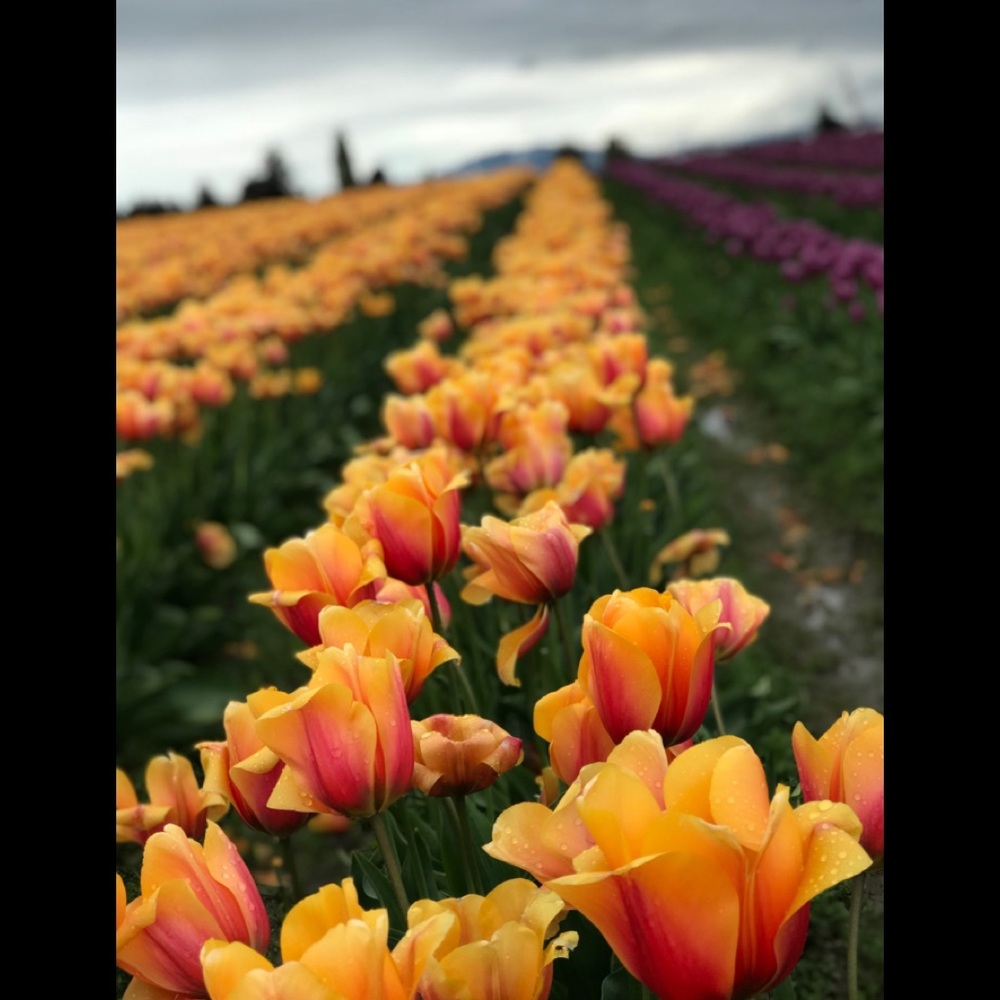 Meet your Posher, Looney